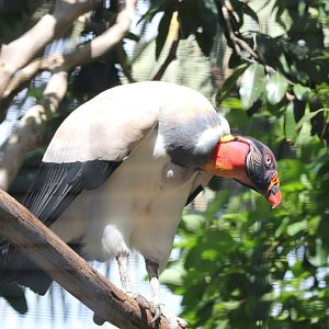 King Vulture