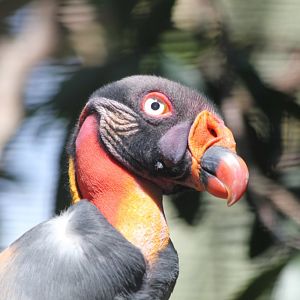 King Vulture