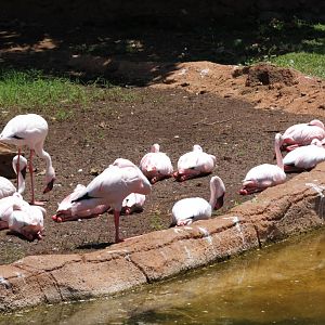Lesser Flamingos