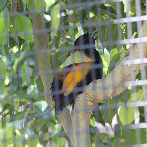 Magnificent Bird of Paradise male vocalising