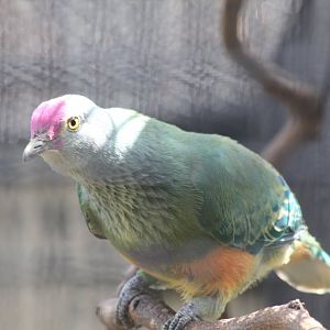 Marianas Fruit Dove