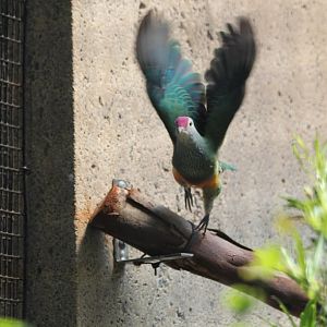 Marianas Fruit Dove