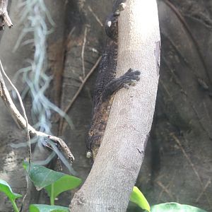 New Caledonian Giant Gecko