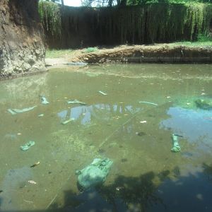 Nile Crocodile Exhibit