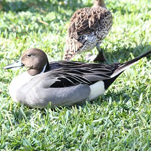 Northern Pintail