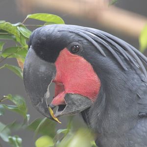 Palm Cockatoo