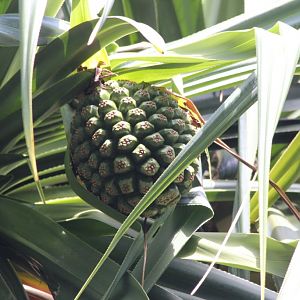 Pandanus fruit