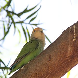 Peachfaced Lovebird (Pastel)