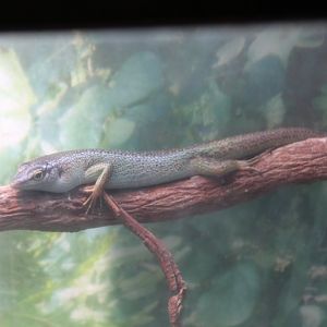 Philippine Tree Skink