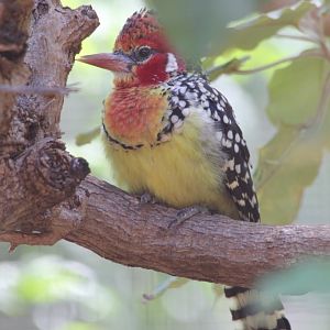 Red-and-Yellow Barbet