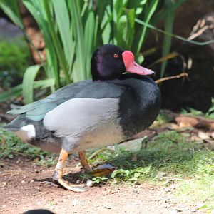 Rosy-billed Pochard