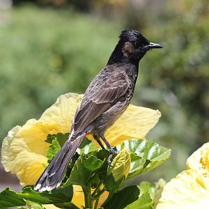 Red-vented Bulbul (wild)
