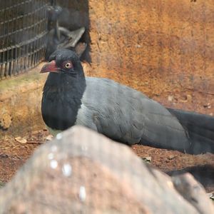 Renauld's Ground Cuckoo