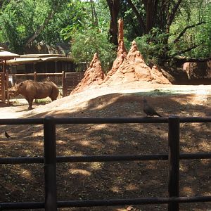 Black Rhino exhibit
