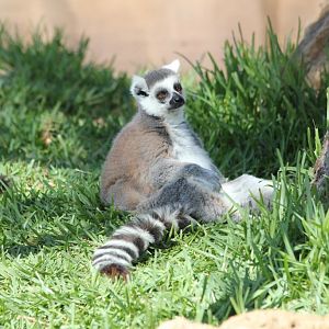 Ringtailed Lemur