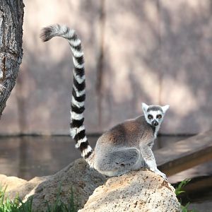 Ringtailed Lemur