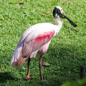 Roseate Spoonbill