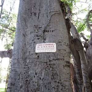 Sign on Banyan Tree