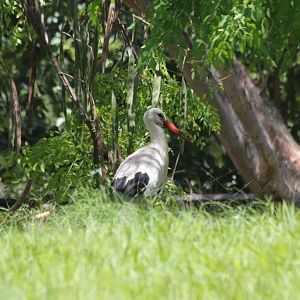 White Stork