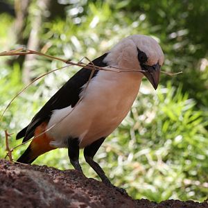 White-headed Buffalo Weaver