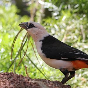 White-headed Buffalo Weaver