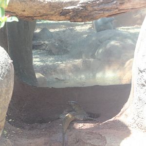 Window from Monitors to Baboons