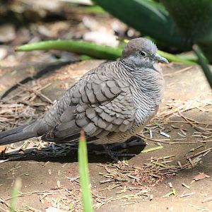 Zebra Dove (wild)