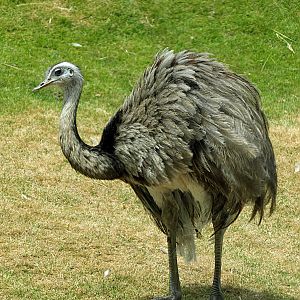 Common Rhea (South America Park)
