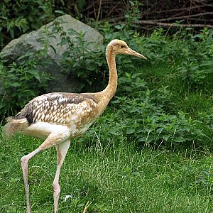 Juvenile Red-crowned crane