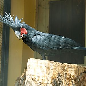 Palm cockatoo