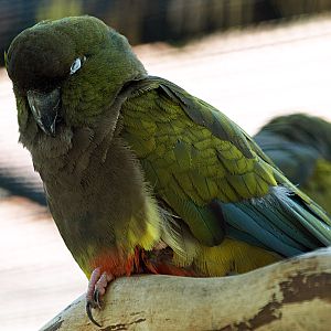 Patagonian conure