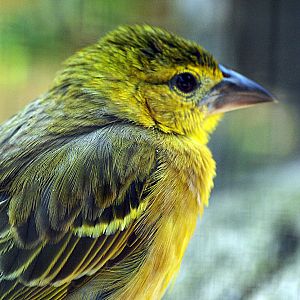 Village weaver