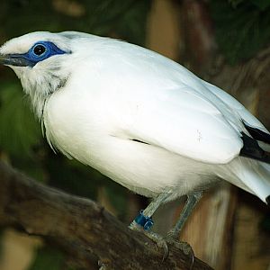 Bali myna