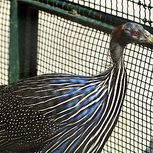 Vulturine guineafowl