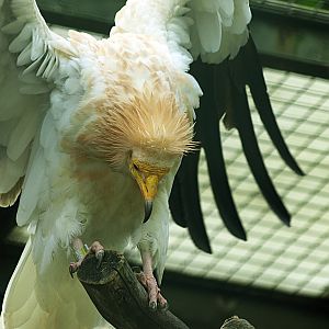 Egyptian vulture
