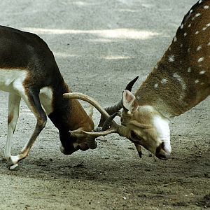 Axis deer and Blackbuck