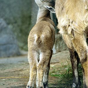 Juvenile Himalayan tahr