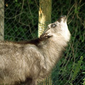 Japanese serow