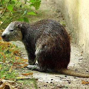 Cuban hutia