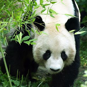 Giant panda