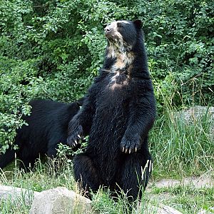 Spectacled bear