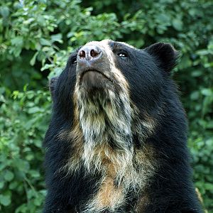 Spectacled bear