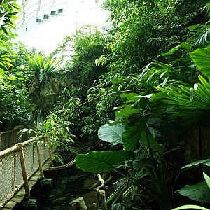 Interior of Rainforest House
