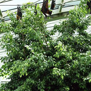 Interior of Rainforest House