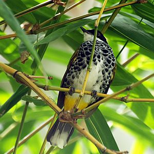 Scaly-breasted bulbul