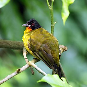 Golden-breasted bulbul