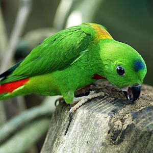 Blue-crowned Hanging parrot