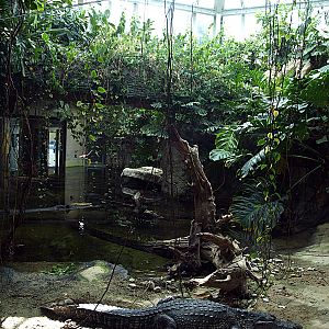 Exhibit for Morelet's crocodile