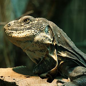 Rio Aguan Valley iguana