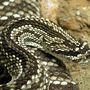 Cascabel rattlesnake